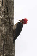 Image of Helmeted Woodpecker