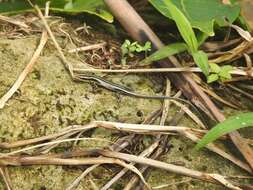 Image of Copper-tailed Skink