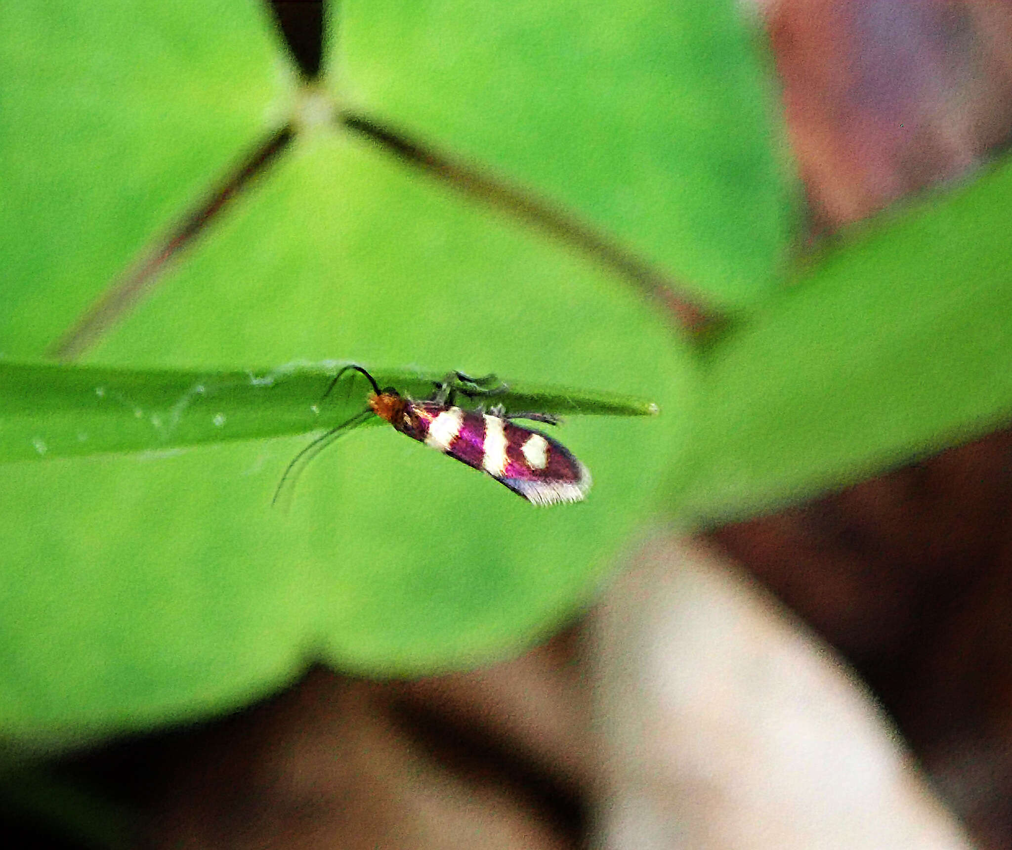 Imagem de Micropterix aureatella Scopoli 1763