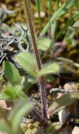 صورة Cerastium brachypetalum Desf. ex Pers.