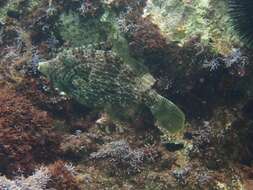 Image of Reticulated leatherjacket