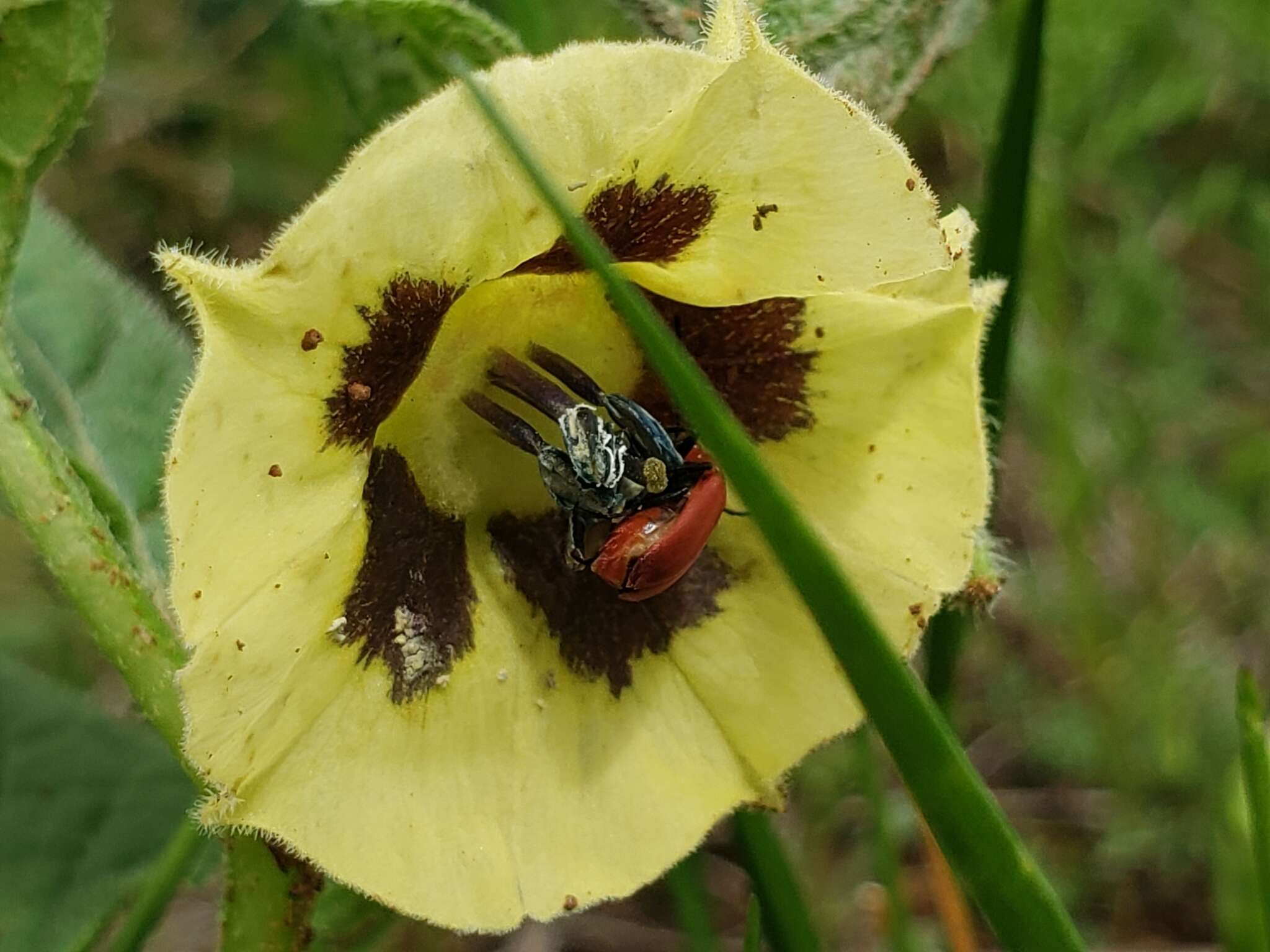 Image de Physalis orizabae Dun.