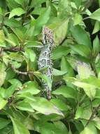 Image of Horsfield's Spiny Lizard