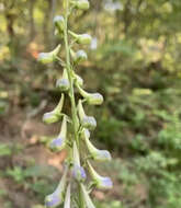 Image of Delphinium fissum Waldst. & Kit.