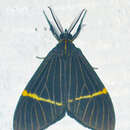 Image of Euchlaenidia transcisa Walker 1854