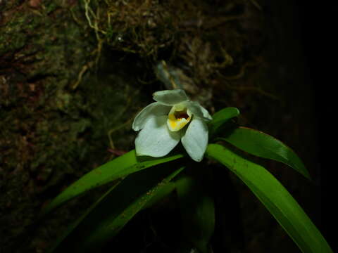 Image of Maxillaria camaridii Rchb. fil.