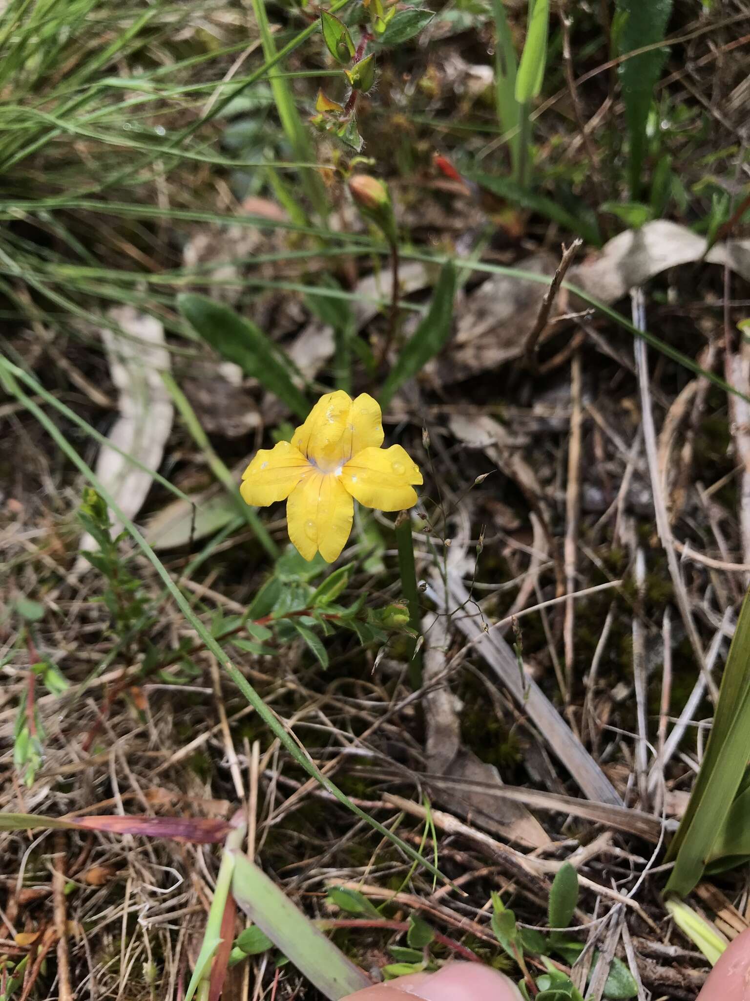 Image of Goodenia geniculata R. Br.