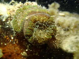 Image of Large polyp hard coral