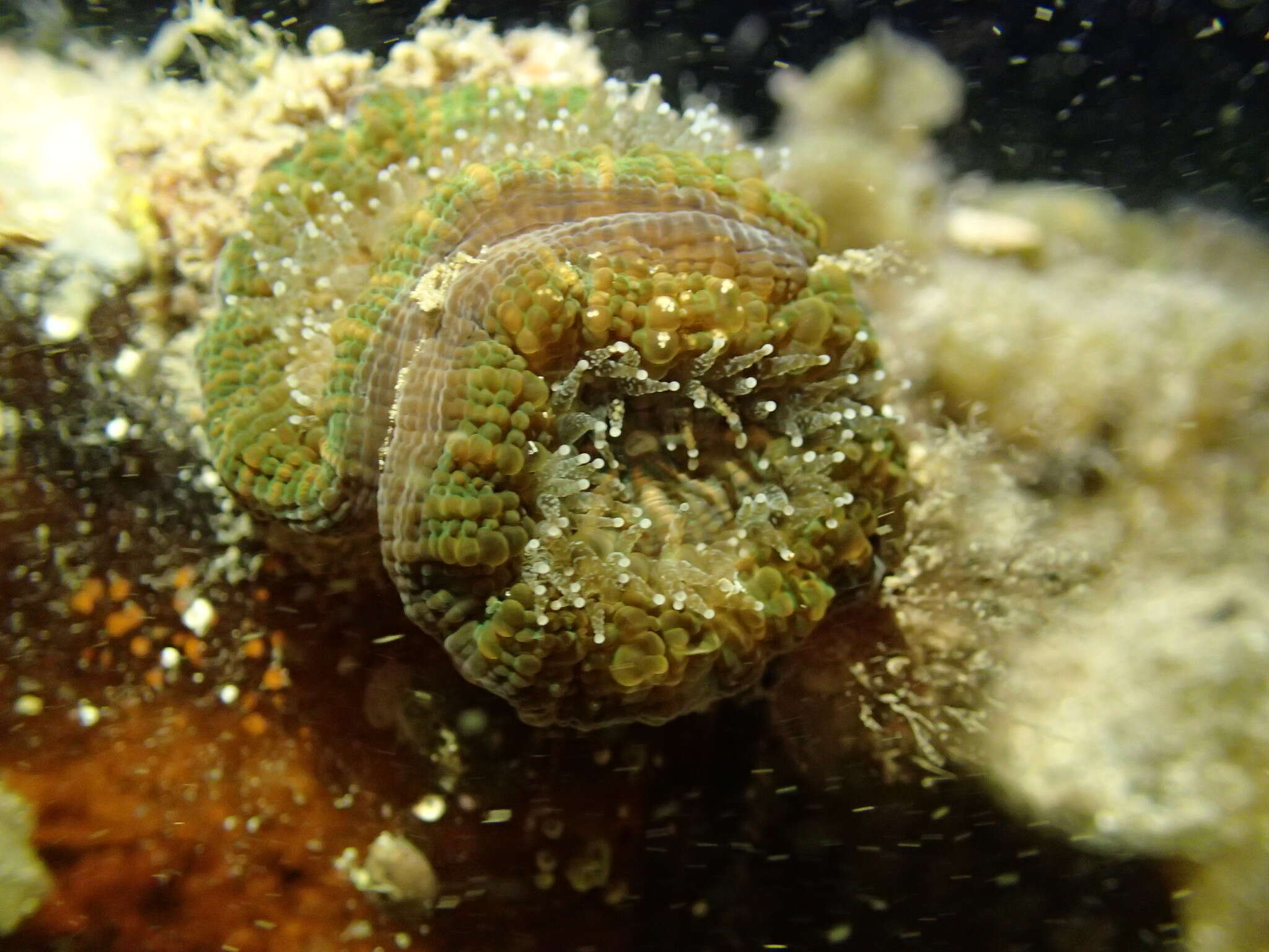 Image of Large polyp hard coral