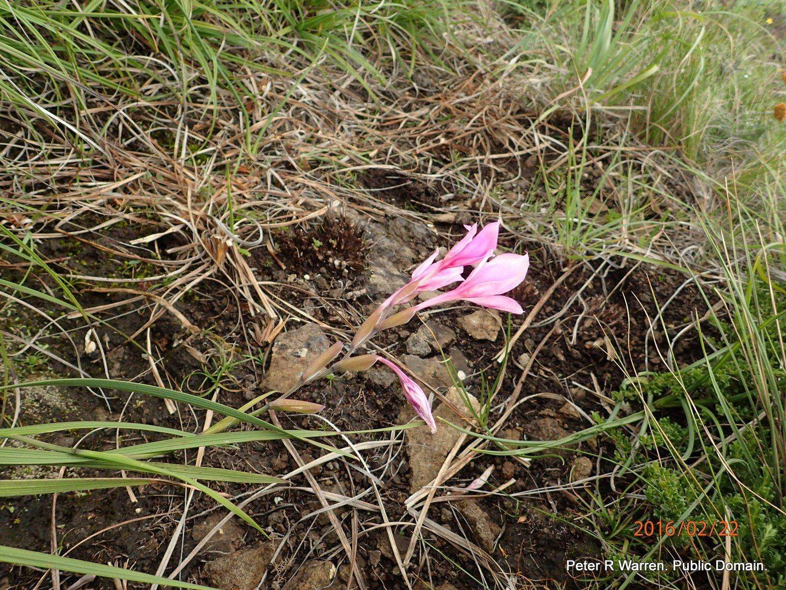 Imagem de Gladiolus microcarpus G. J. Lewis