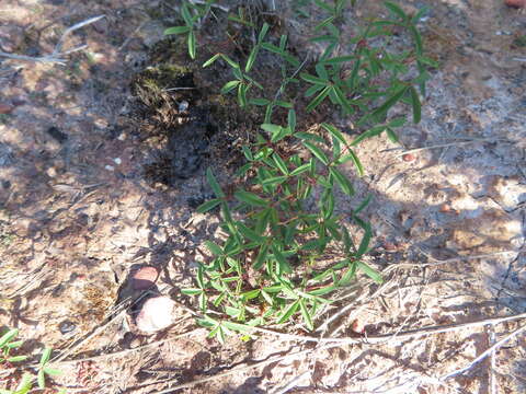 Imagem de Oxalis duriuscula Schlechter