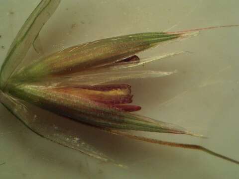 Image of tall oatgrass