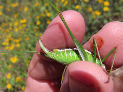 Image of Mountain-dwelling Short-winged Katydid