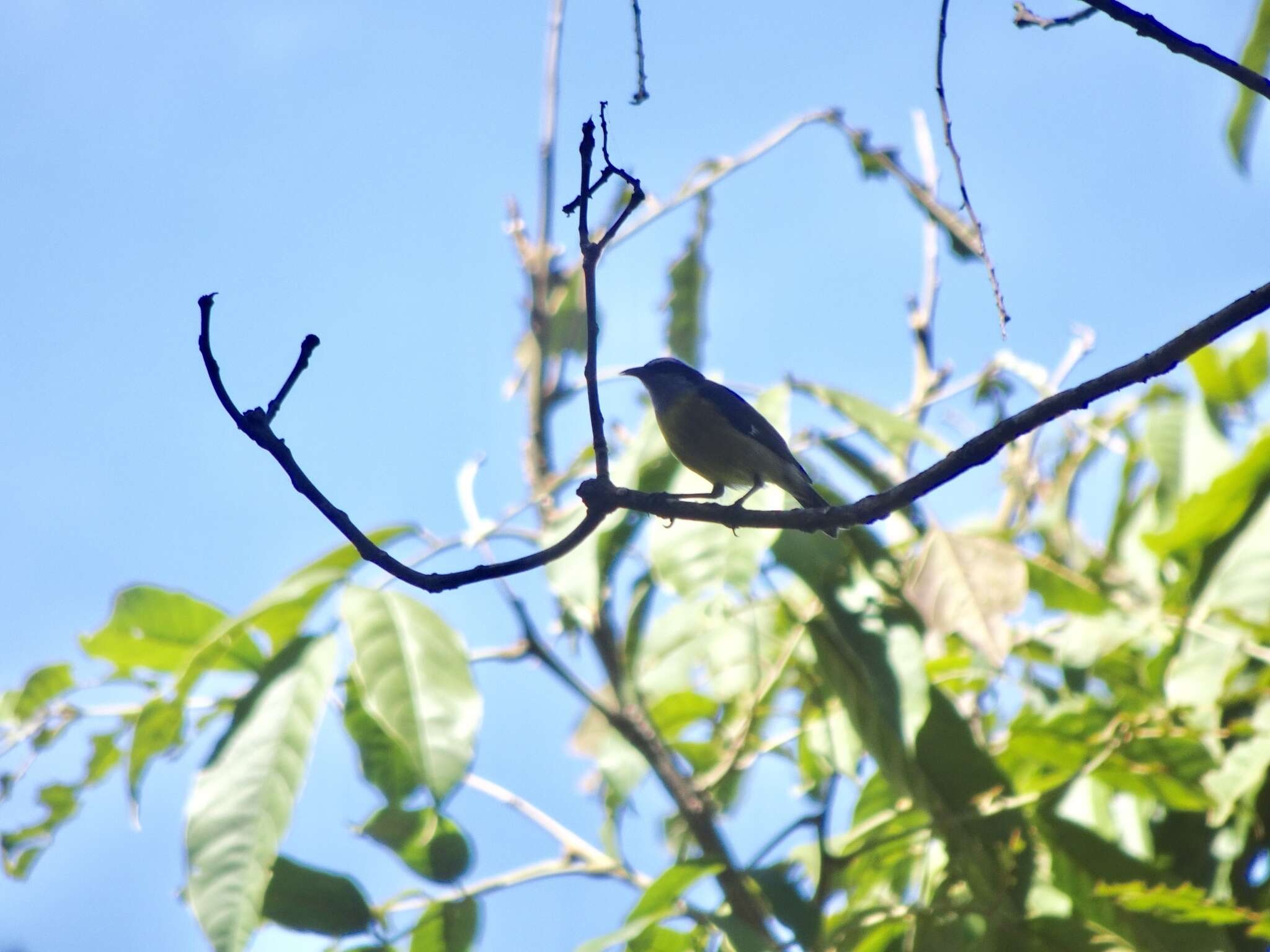 صورة Coereba flaveola mexicana (Sclater & PL 1857)