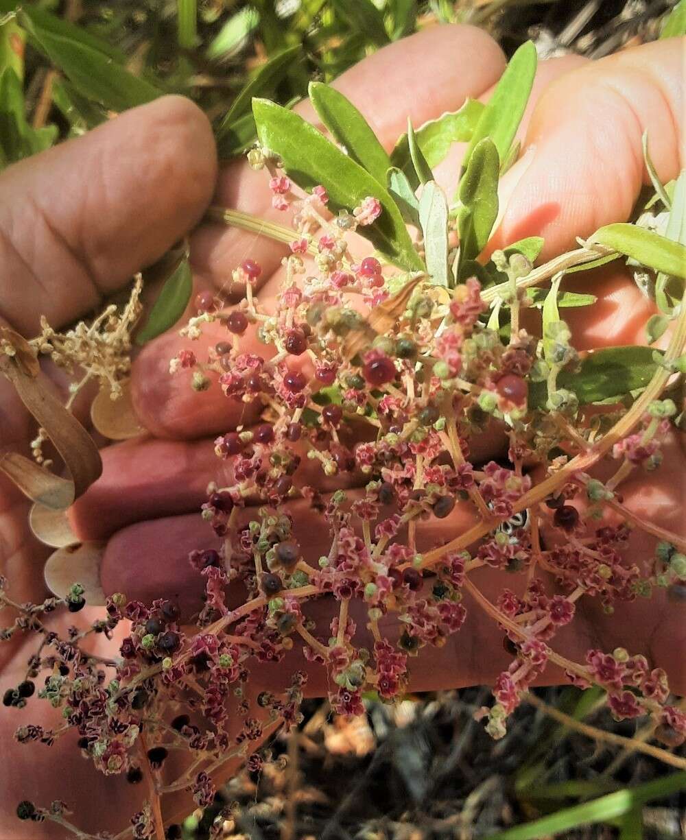 Sivun Chenopodium baccatum Labill. kuva