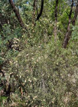 Image of river bottlebrush