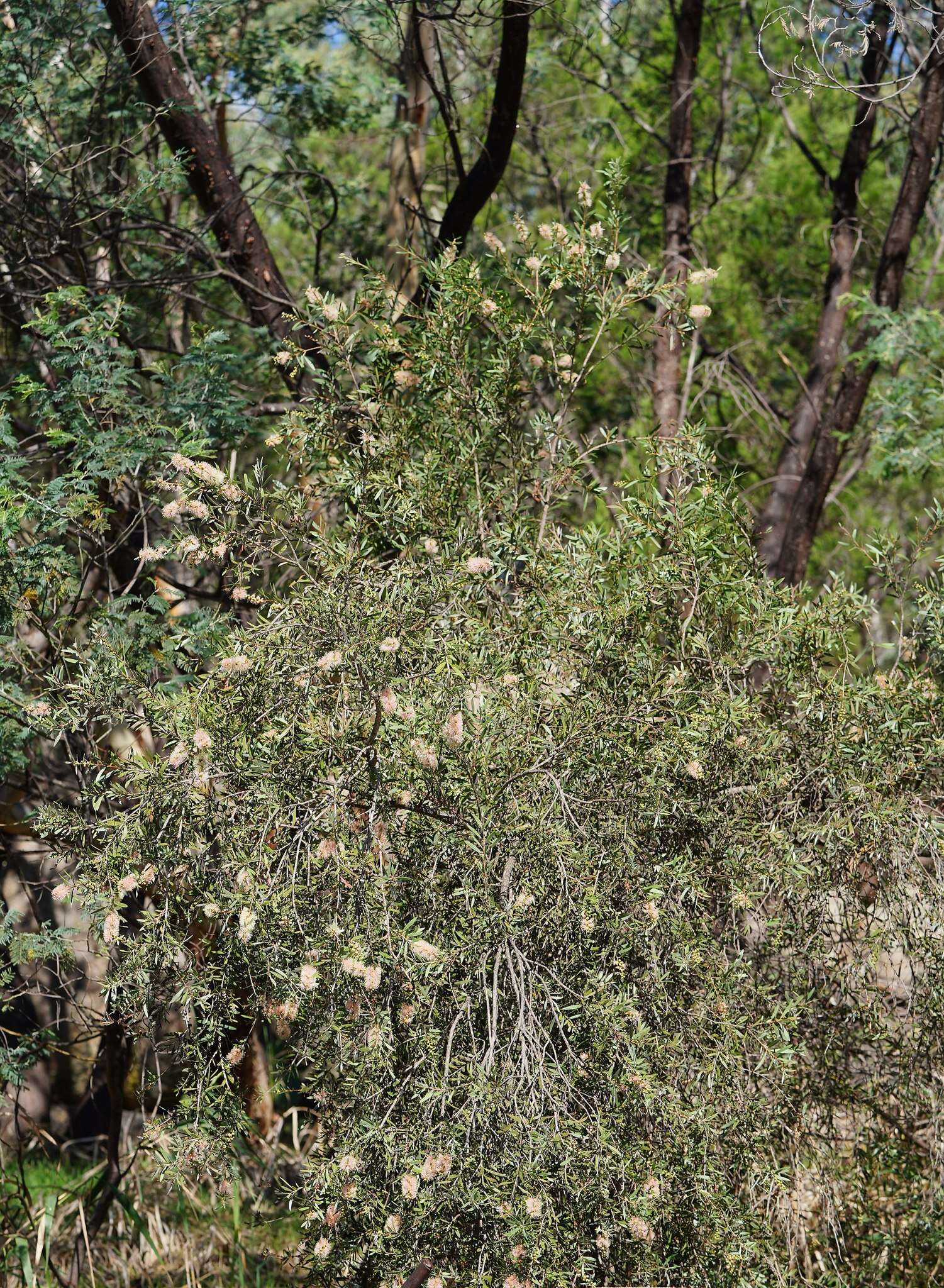 Sivun Callistemon paludosus F. Müll. kuva