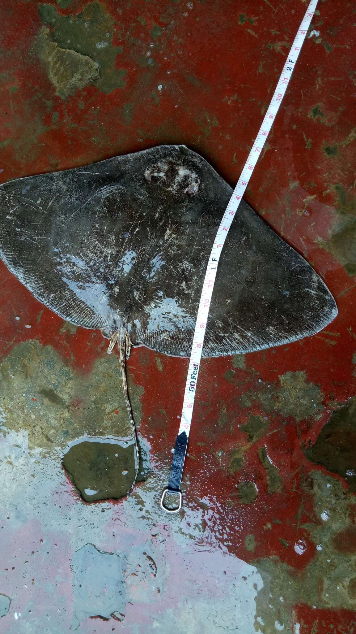 Image of Longtail Butterfly Ray