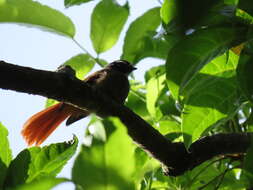 Image of Rufous-tailed Fantail