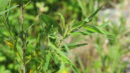 Image of Sandbar Willow