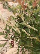 Image of Weinmannia sorbifolia Kunth