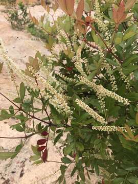 Image of Weinmannia sorbifolia Kunth