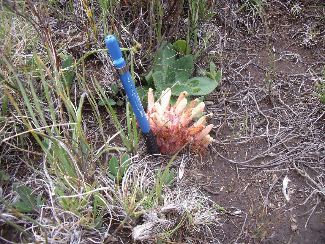 Hyobanche rubra N. E. Br.的圖片