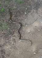 Image of Dahls Wipe Snake