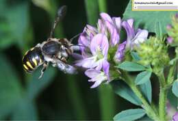 Image of Anthidium septemspinosum Lepeletier 1841