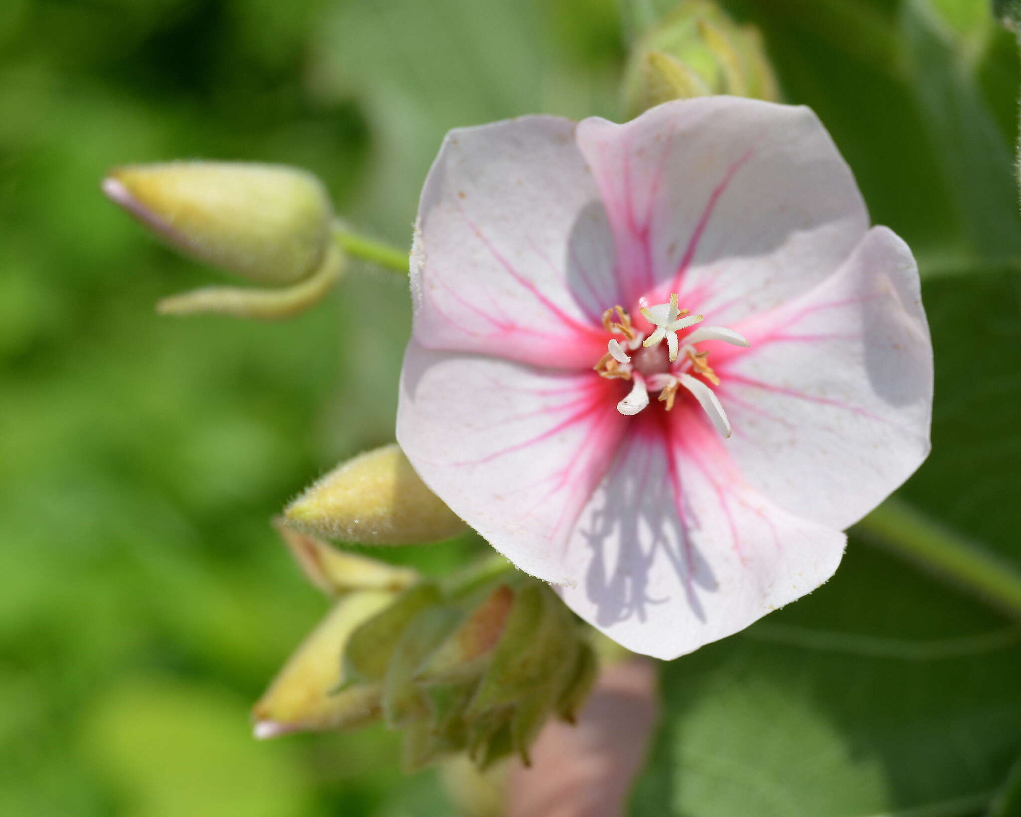 Imagem de Dombeya burgessiae Gerr. ex Harv. & Sond.