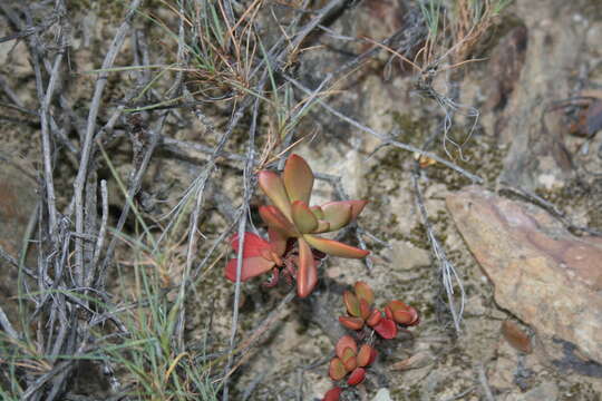 Image of Crassula pubescens Thunb.