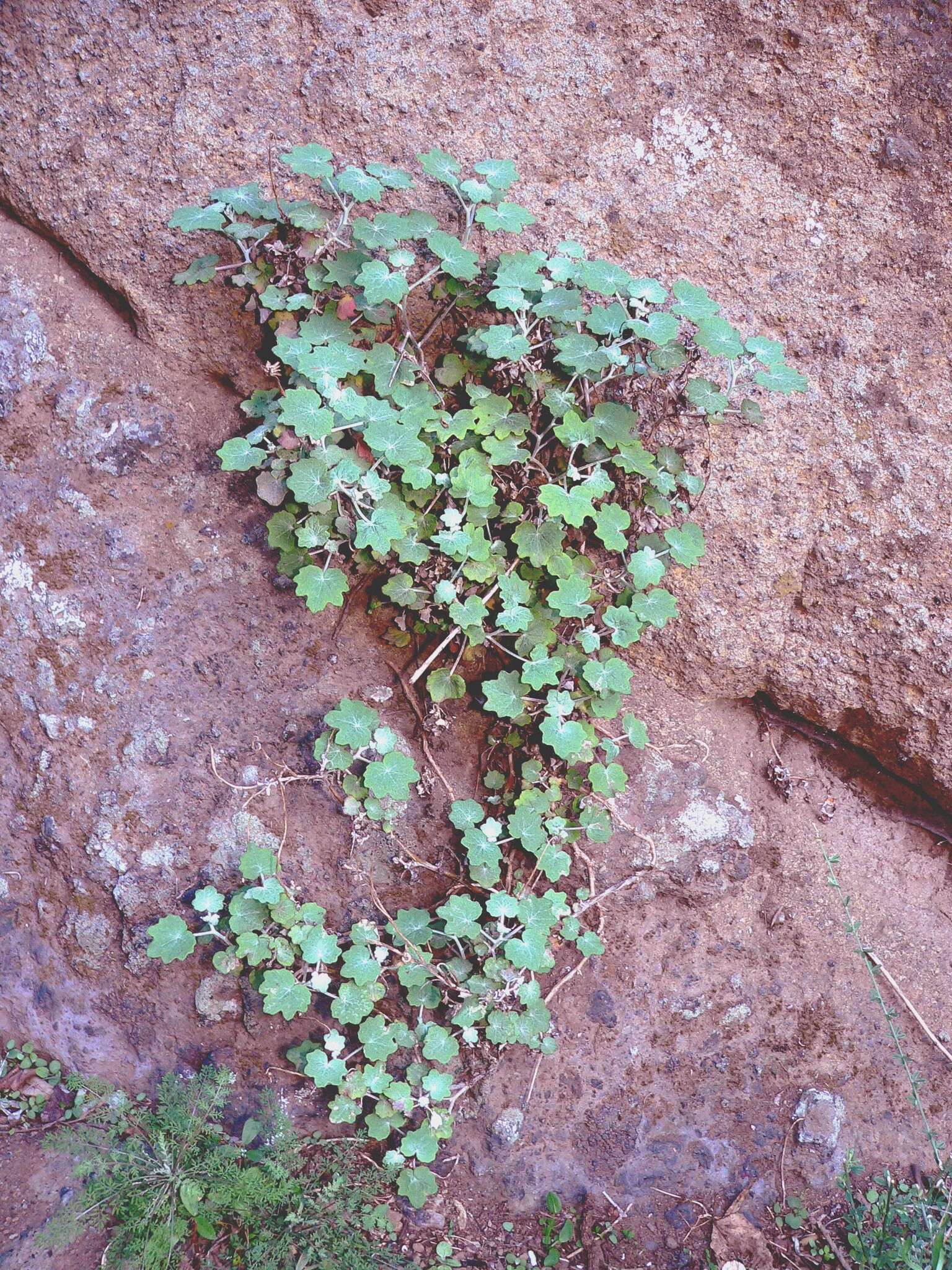 Imagem de Pericallis lanata (L'Hér.) B. Nord.