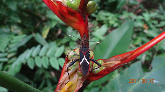 Image of Leptoscelis tricolor Westwood 1842