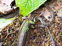 Image de Dendrophidion graciliverpa Cadle 2012