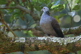 Image of Nilgiri Wood Pigeon