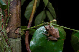 Imagem de Pseudophilautus folicola (Manamendra-Arachchi & Pethiyagoda 2005)