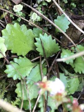 Image of Howell's Pseudosaxifrage