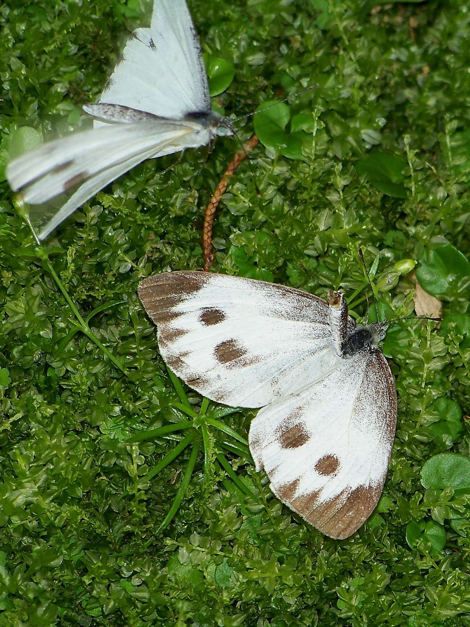 Image of <i>Pieris <i>canidia</i></i> canidia