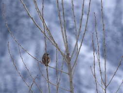 Image of Eversmann's Redstart