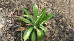 Image of Agave cupreata Trel. & A. Berger