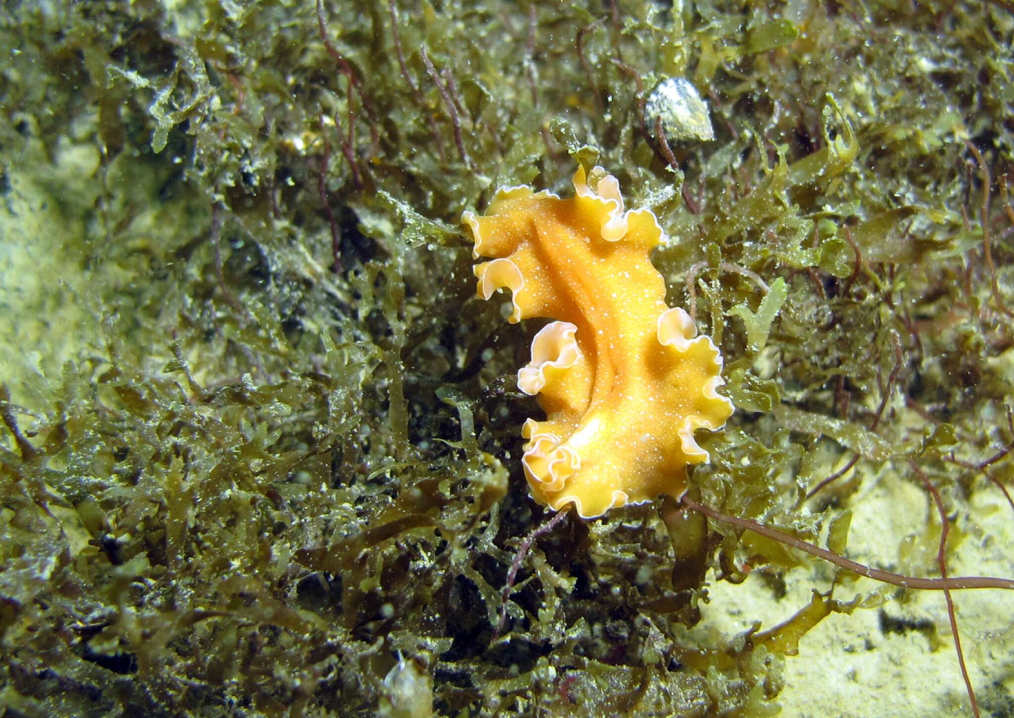 Image of Mediterranean orange polyclad worm