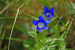 Image of Parry's gentian