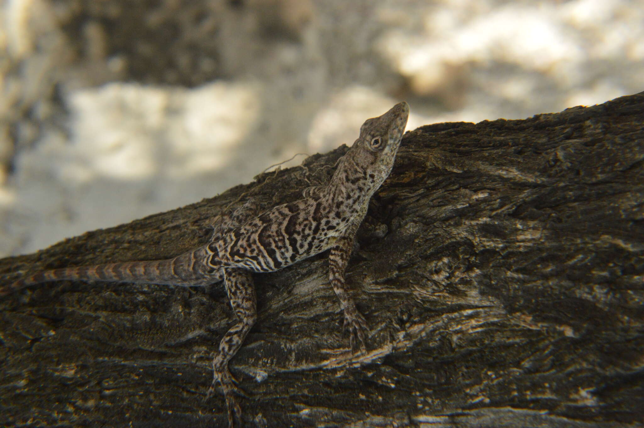 Anolis bonairensis Ruthven 1923 resmi