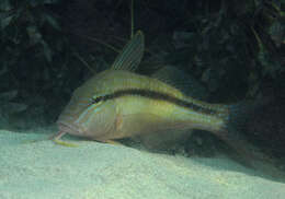 صورة Upeneichthys vlamingii (Cuvier 1829)