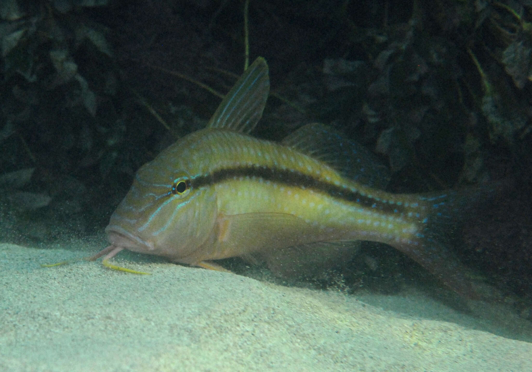 Image of Black-striped goatfish