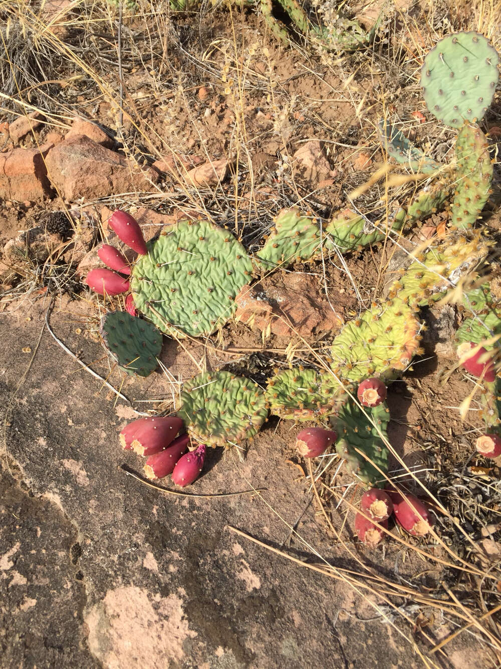 Image of Grassland Pricklypear