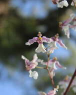 Слика од Oncidium incurvum Barker ex Lindl.