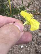 Sivun Oenothera hartwegii subsp. filifolia (Eastw.) W. L. Wagner & Hoch kuva