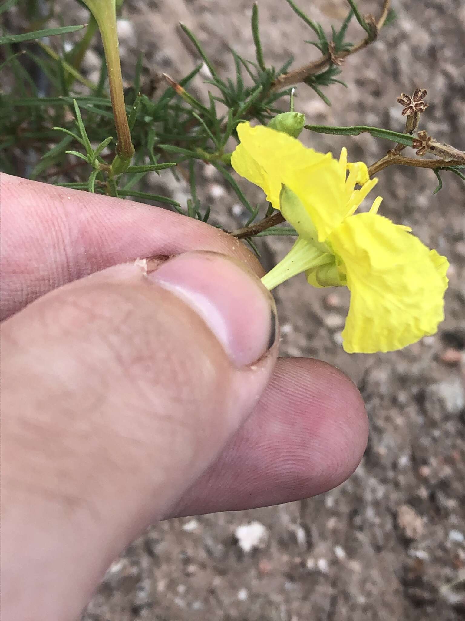 Oenothera hartwegii subsp. filifolia (Eastw.) W. L. Wagner & Hoch resmi