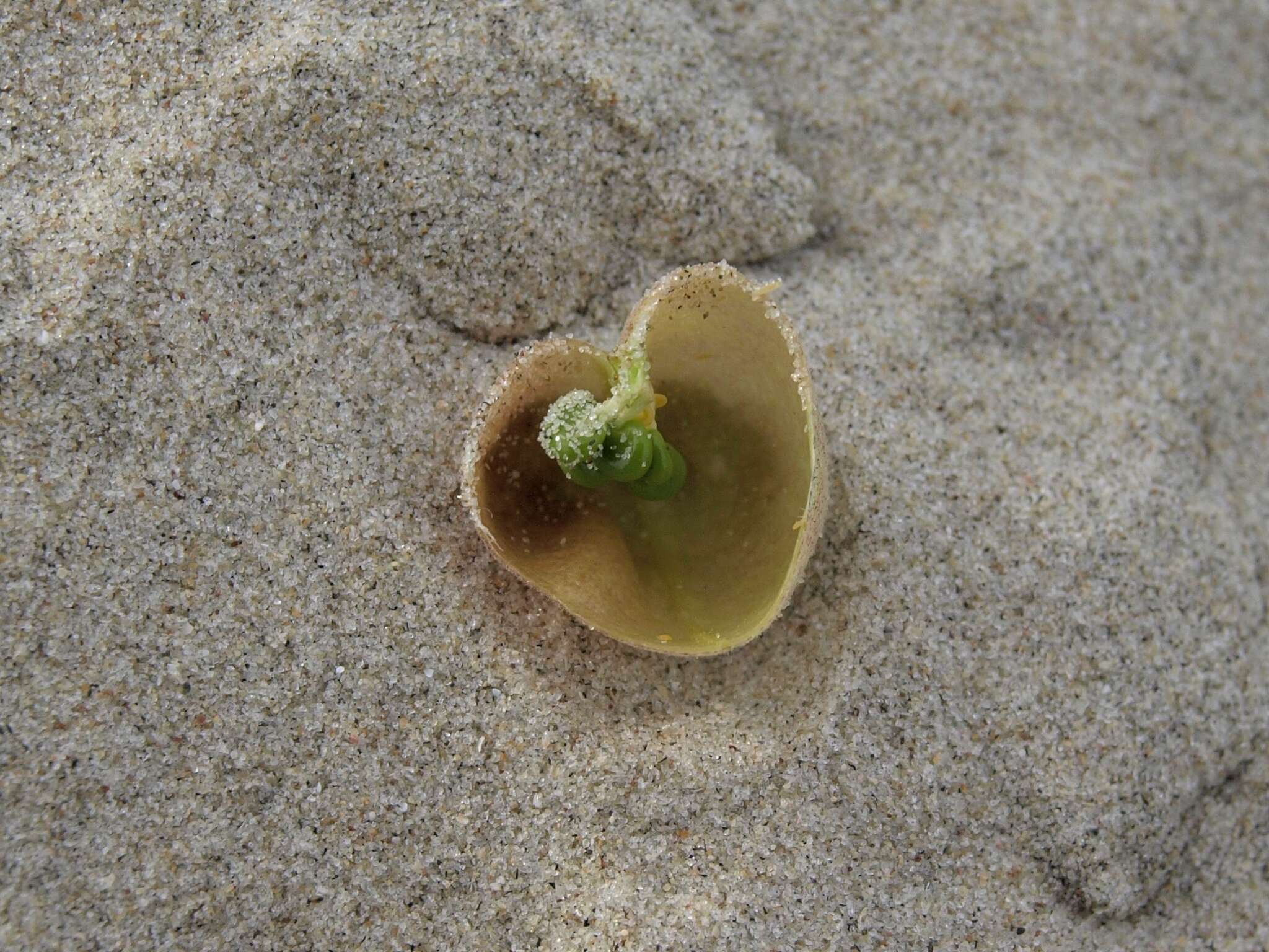 Image of <i>Astragalus <i>magdalenae</i></i> var. magdalenae